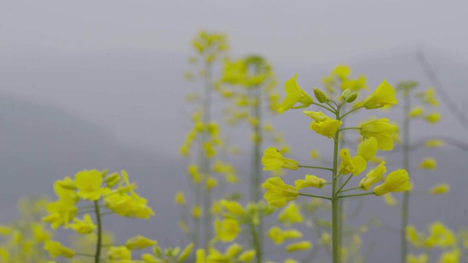 大自然油菜花小蜜蜂