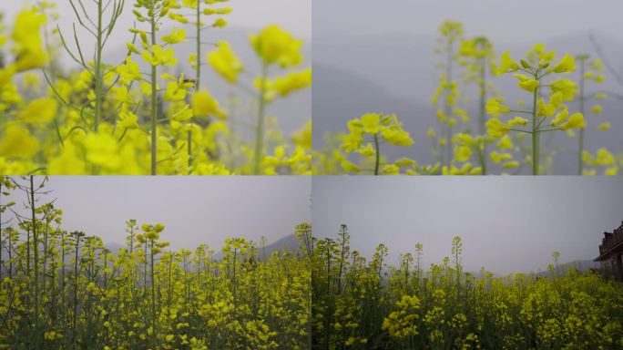 大自然油菜花小蜜蜂