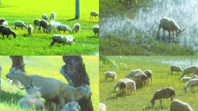 草原羊群吃草放牧放羊