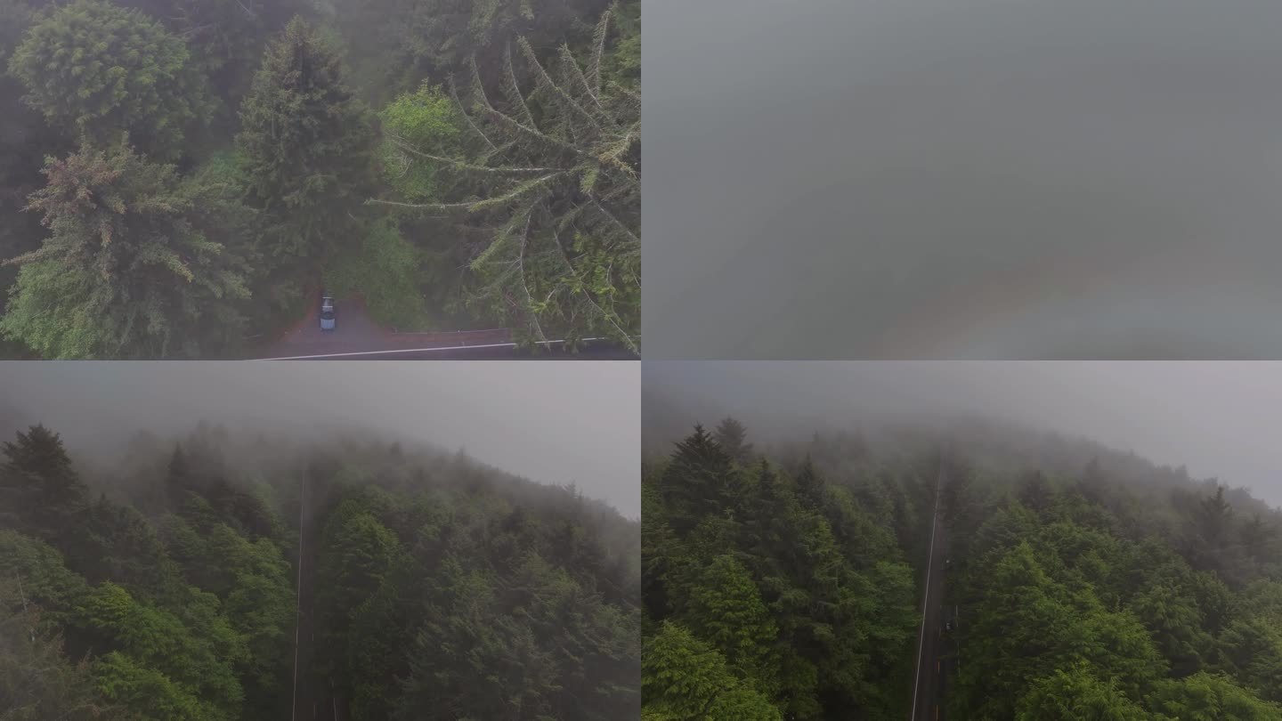 雾里的树林|美国奥林匹克国家公园