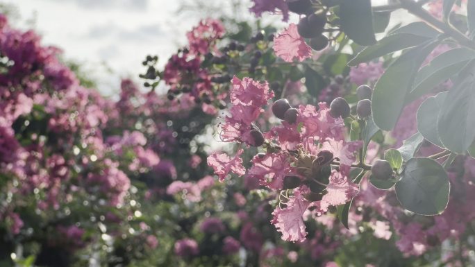 小叶紫薇花