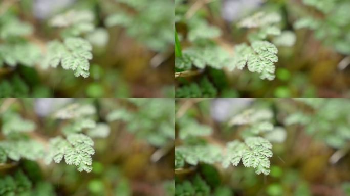 大自然 山野 下雨 嫩叶