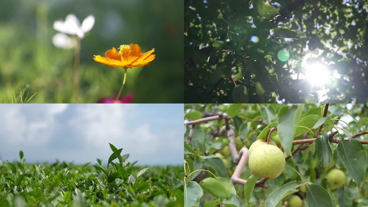 乡村风光 夏日 梨  蓝天白云 茶田