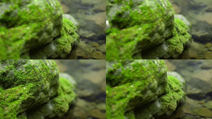 大自然 山野 小溪 苔藓