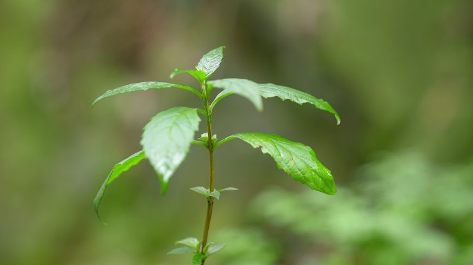 春天 山野 微风 大自然