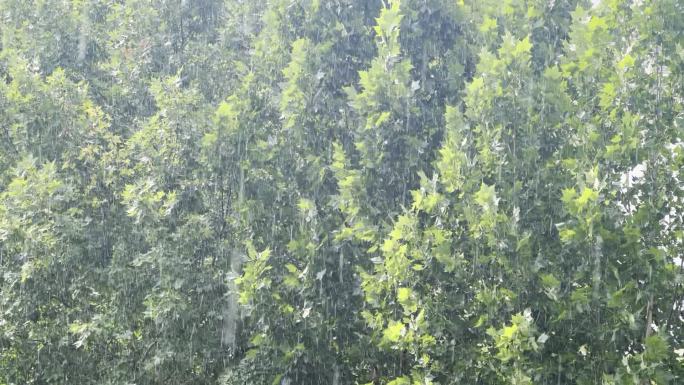 夏日的急雨