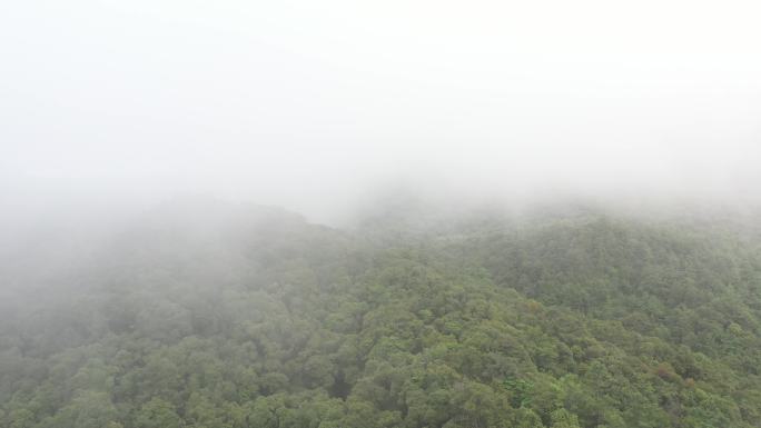 哀牢山4K雨林（航拍）