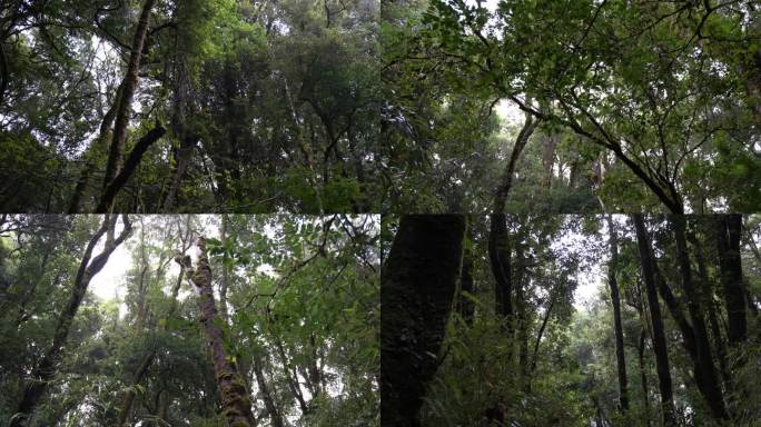 （雨林）4K空镜素材