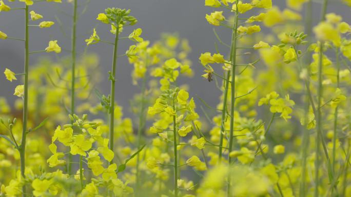 油菜花小蜜蜂春天生机自然