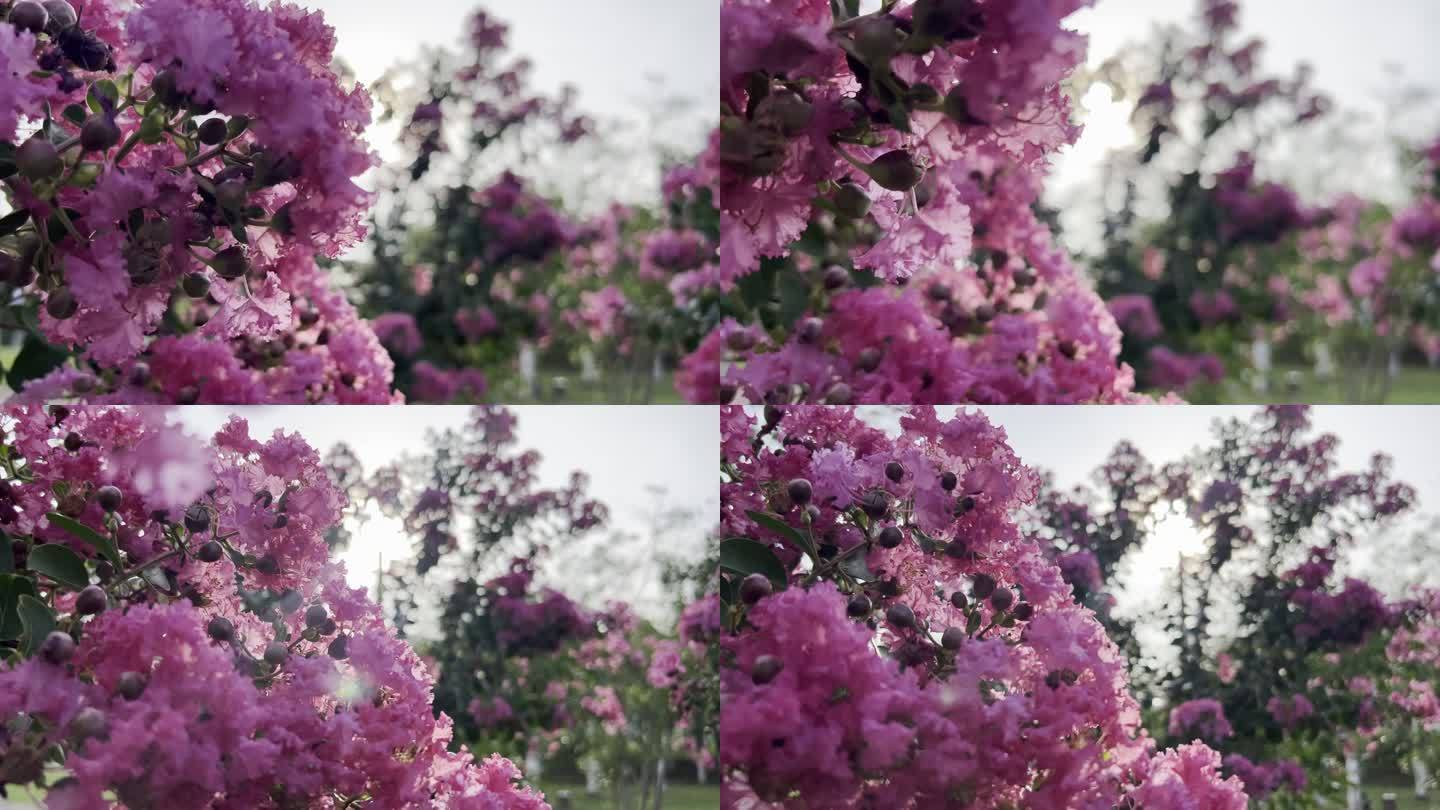小叶紫薇花