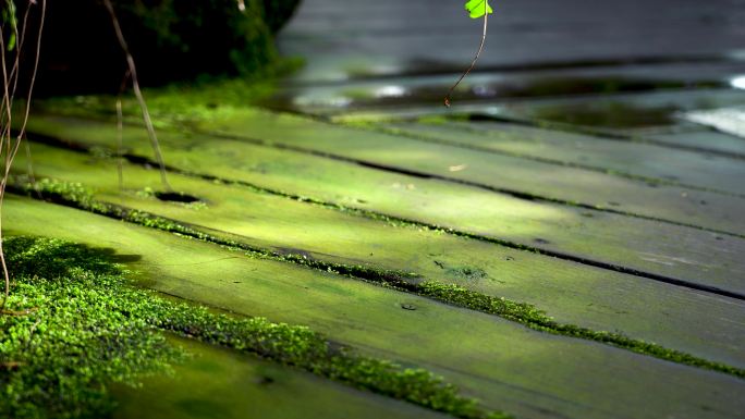 春天夏日嫩绿植物组合分镜头