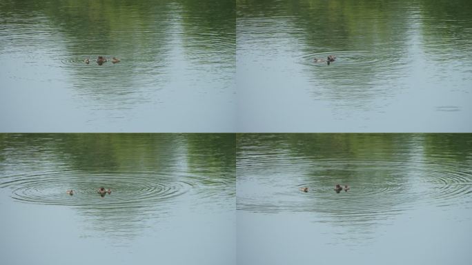 水塘里的野鸭妈妈与鸭宝宝