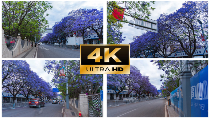 西昌航天北路蓝花楹大范围移动延时摄影4K