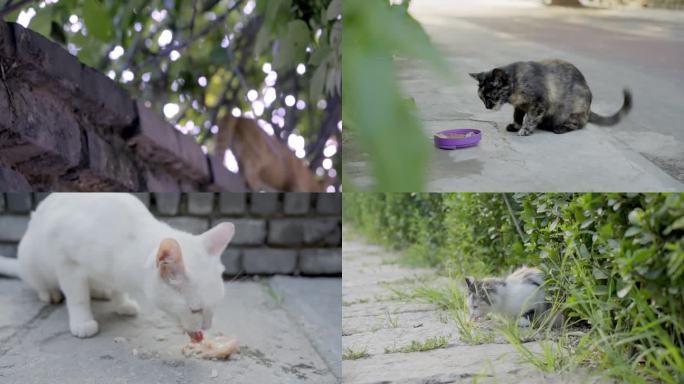 【合集】流浪猫野猫 可怜的猫咪 保护动物