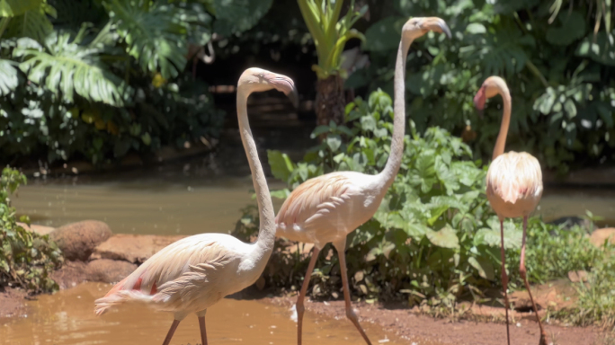 【4K】海南热带野生动植物园-火烈鸟