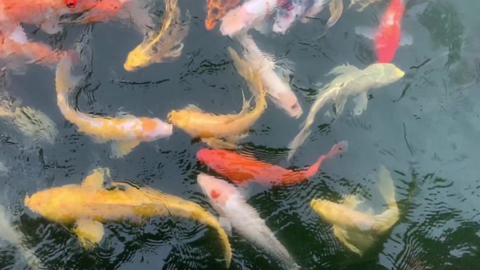 池塘中的金鱼