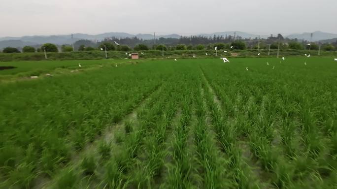 白鹭成群，芳草萋萋，这画面简直不要太美！