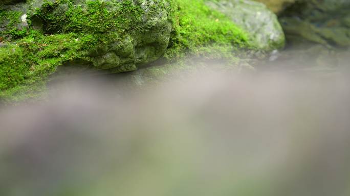 大自然 山野 小溪 苔藓 2
