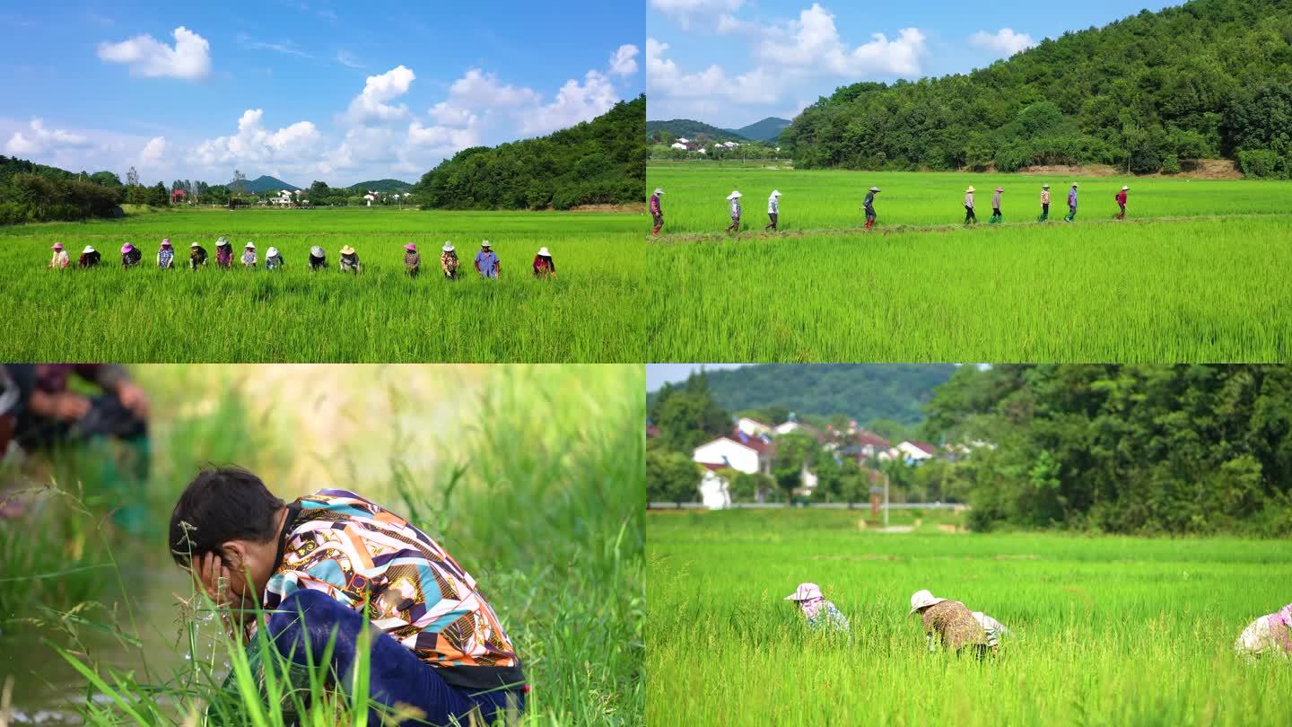 稻田劳作 农业农村