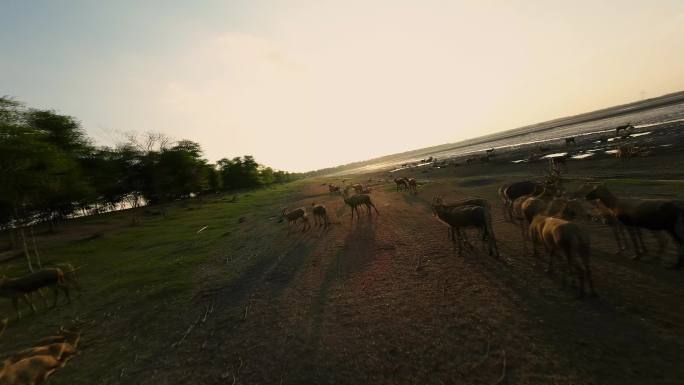 夕阳时刻无人机低空穿越野外的麋鹿群