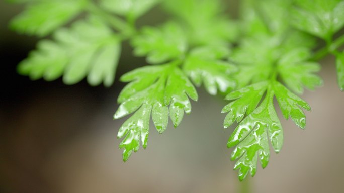 大自然 山野 雨后 嫩叶2