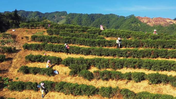 茶山 茶叶梯田 航拍4K