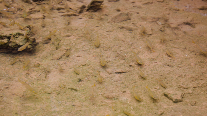 一群小鱼在清澈的溪水里游动