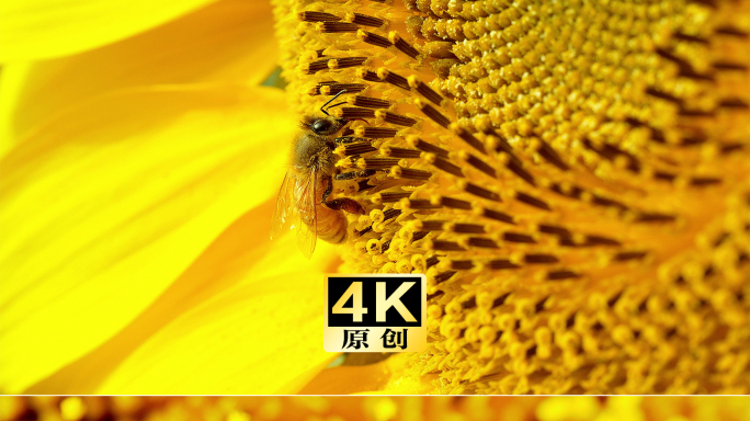 向日葵 蜜蜂采蜜 蜜蜂微距