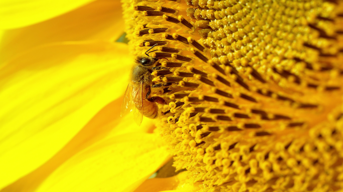 向日葵 蜜蜂采蜜 蜜蜂微距