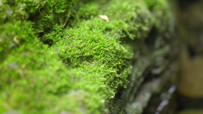 大自然 山野 小溪 苔藓 4