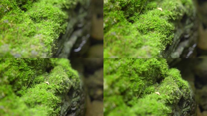 大自然 山野 小溪 苔藓 4