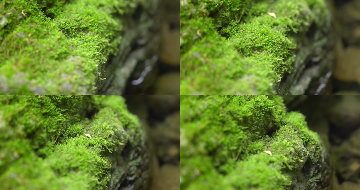 大自然 山野 小溪 苔藓 4