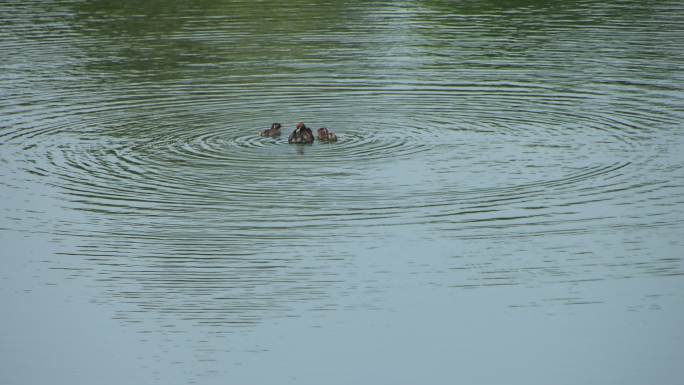 水塘里的野鸭妈妈与鸭宝宝