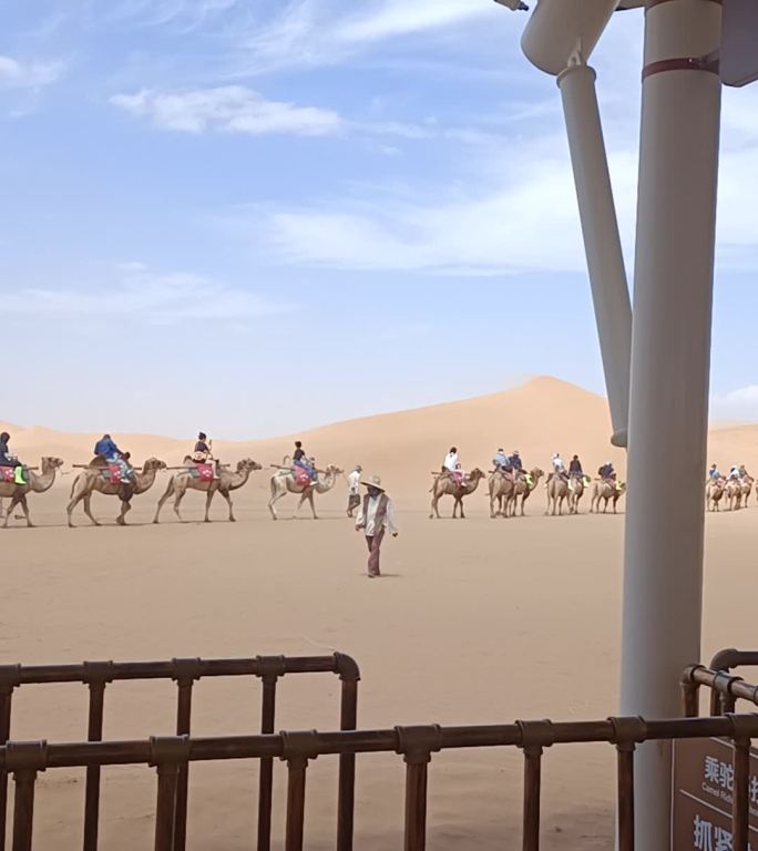 宁夏中卫地标腾格里沙漠沙坡头沙漠骆驼