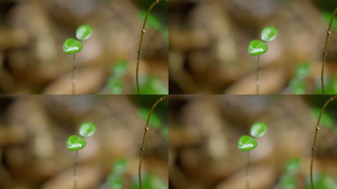 大自然 山野 雨后 嫩叶