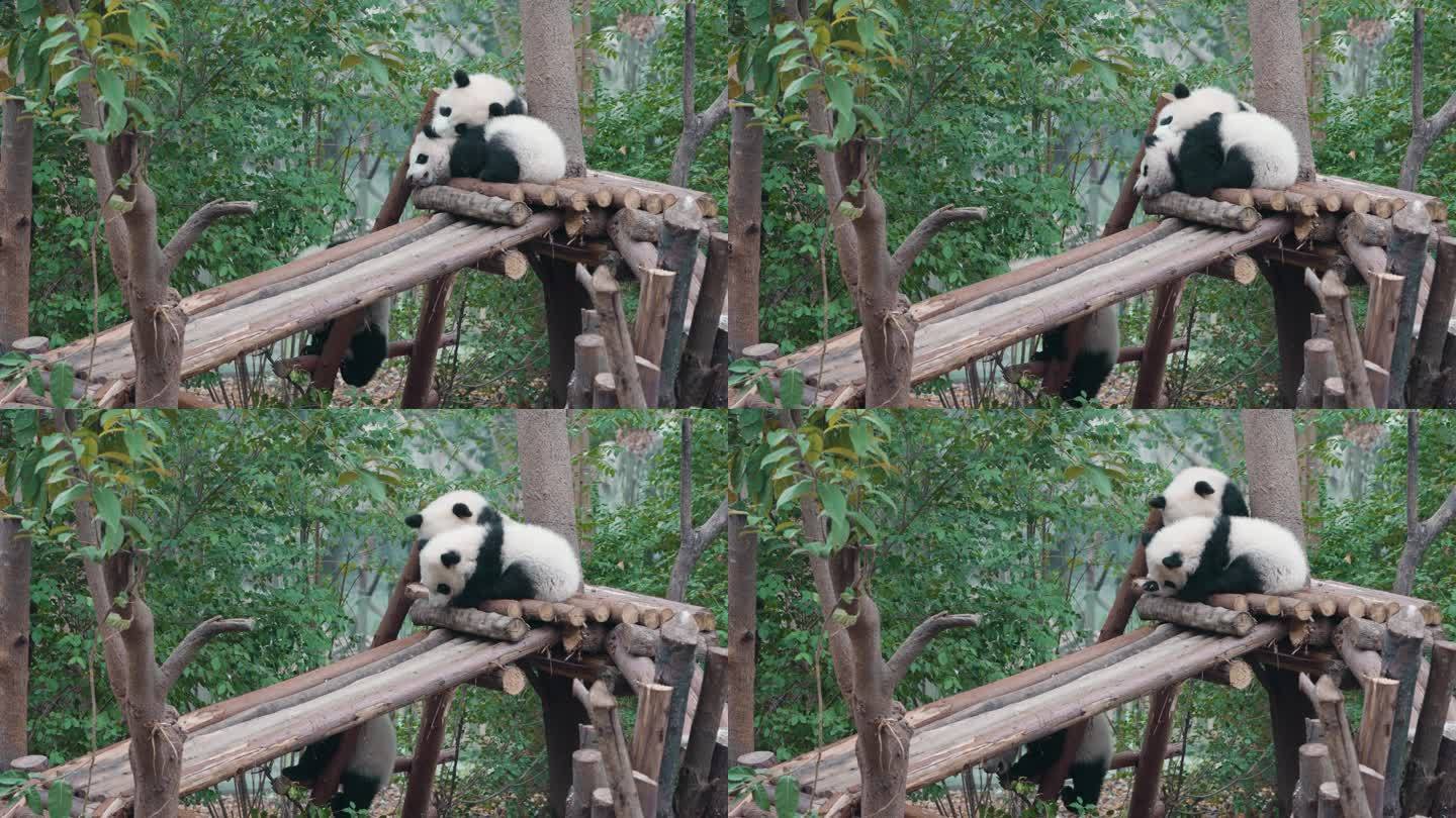 四川成都大熊猫繁育基地景象
