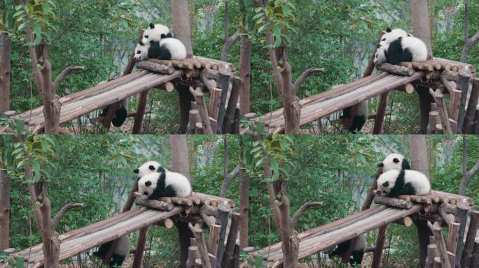 四川成都大熊猫繁育基地景象