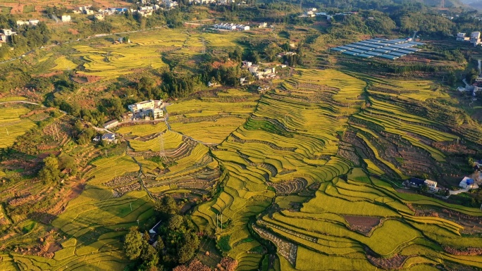 贵州大方小屯梯田秋天全景04