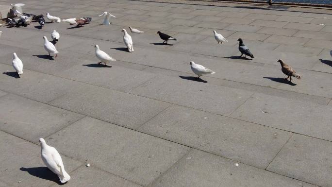 动物鸽子飞翔吃东西实拍
