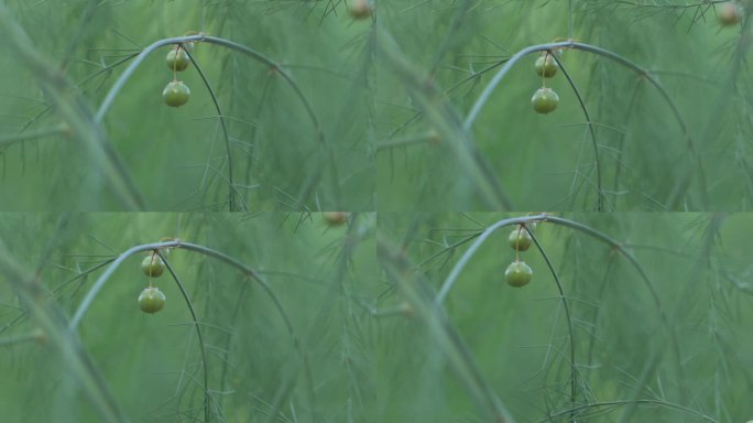 森林 阳光太阳 大自然 树 生态 希望