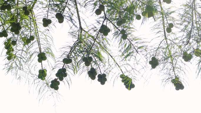 结满果实的池杉树