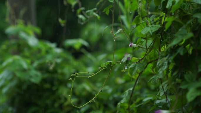 4K下雨天雨水节气绿植物牵牛花叶子