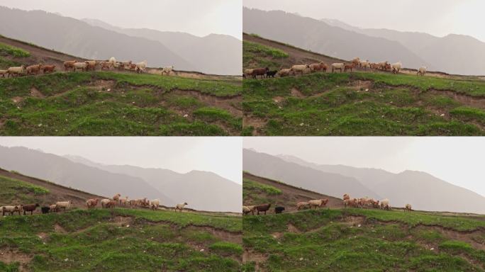 新疆伊犁琼库什台草原森林中的羊群马群