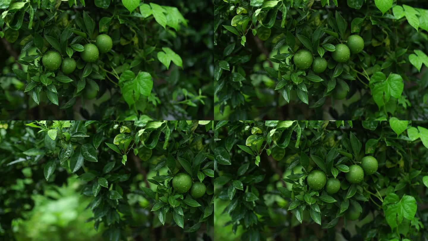 4K原素材雨后绿色橘子雨天绿植物橘子叶子