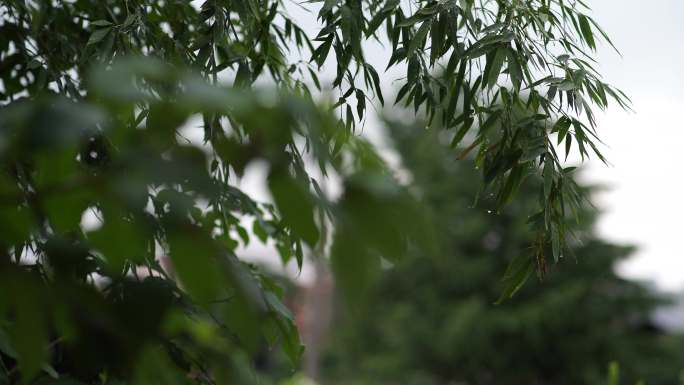 4K原素材下雨天竹叶大雨绿色户外田地植物