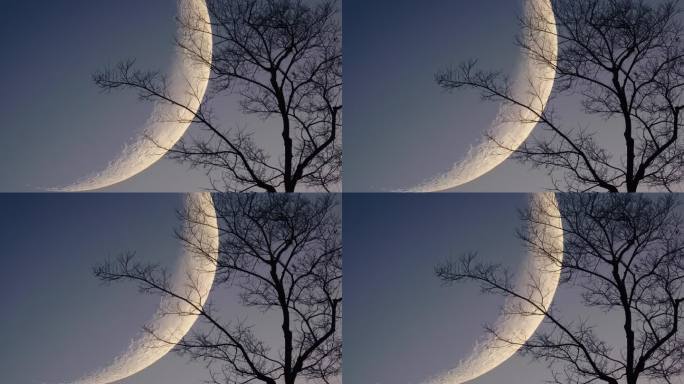 大月亮树木剪影延时