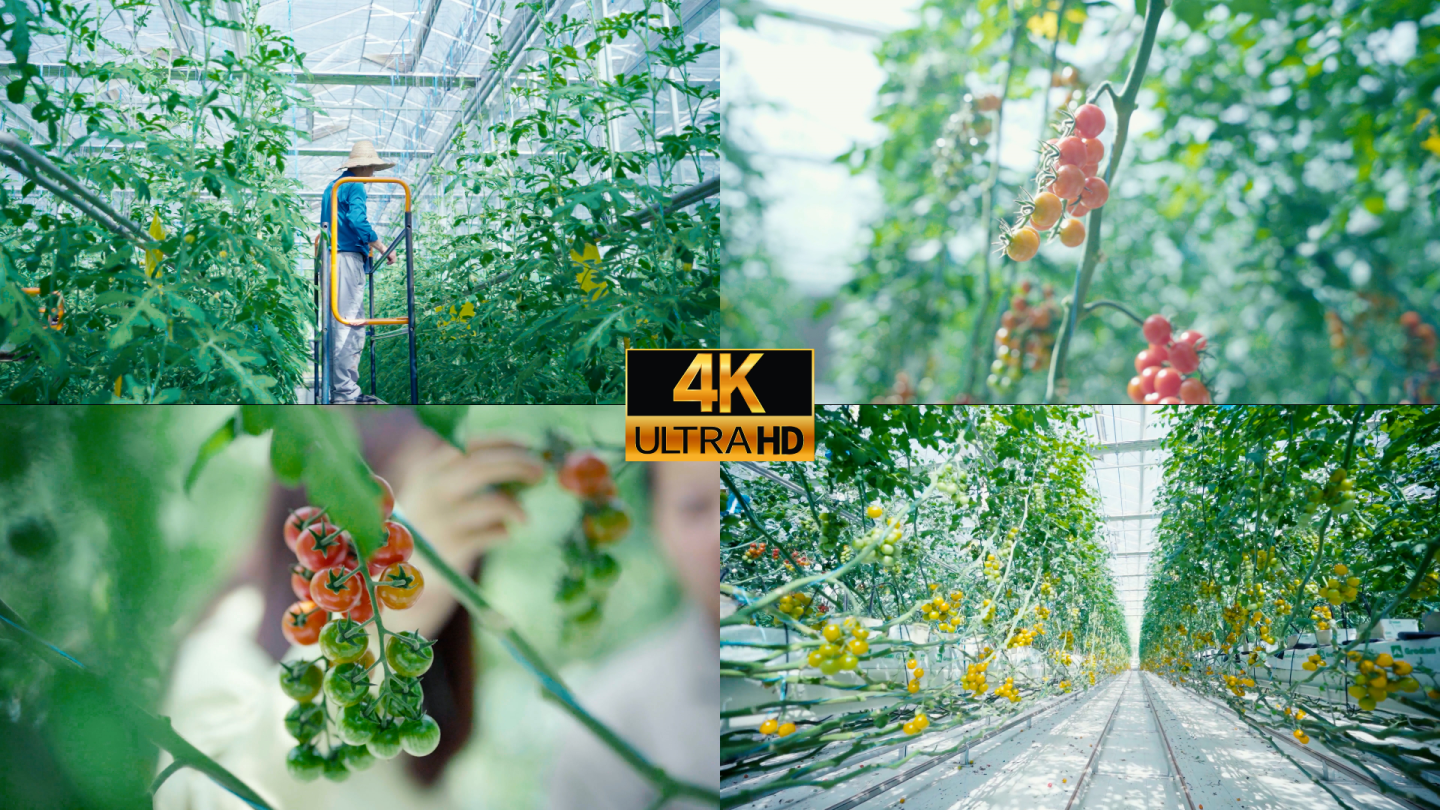 【4k原创】现代农业大棚种植番茄