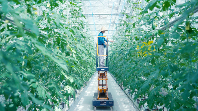 【4k原创】现代农业大棚种植番茄