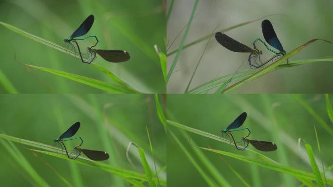 动物交配生命繁衍-小动物蜻蜓交配昆虫生命