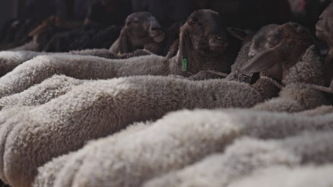 新疆喀什牛羊大巴扎牛羊交易市场羊群